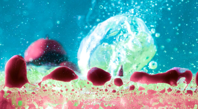 The Multicellular Transition: Aquatic Microbes Reveal How Single Cells First Clumped Together