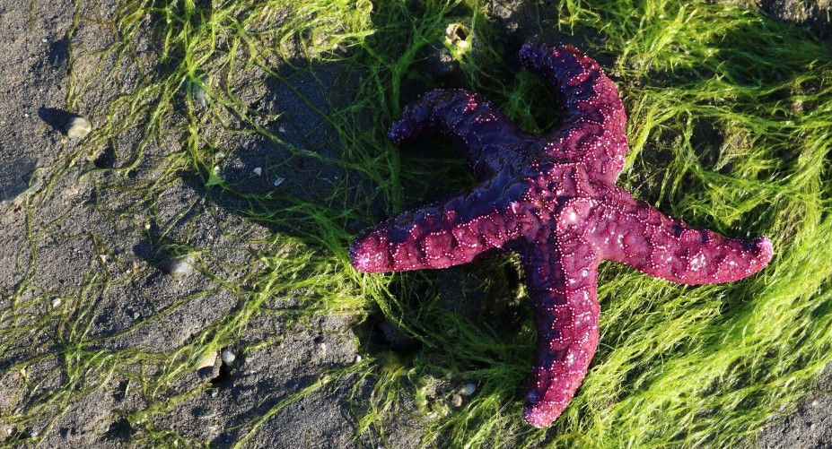 Great Barrier Reef's Last Stand