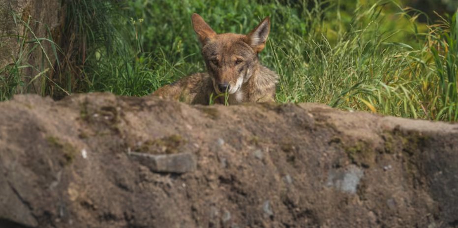 The Urban Coyote