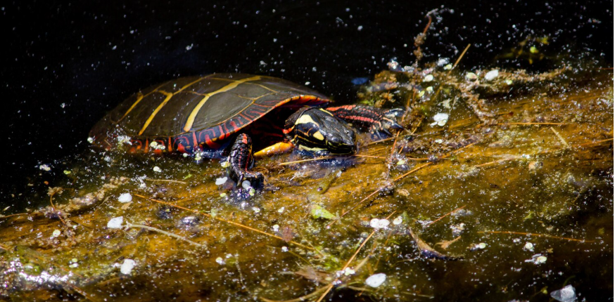 The Invasive Species Economy