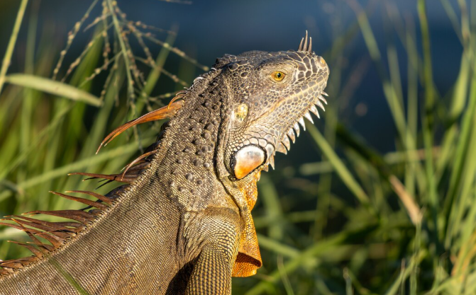 The Dinosaur That Rewrote Evolution in Patagonia