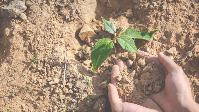 The Regenerative Agriculture Revolution: Can Dirt Actually Save the Climate?