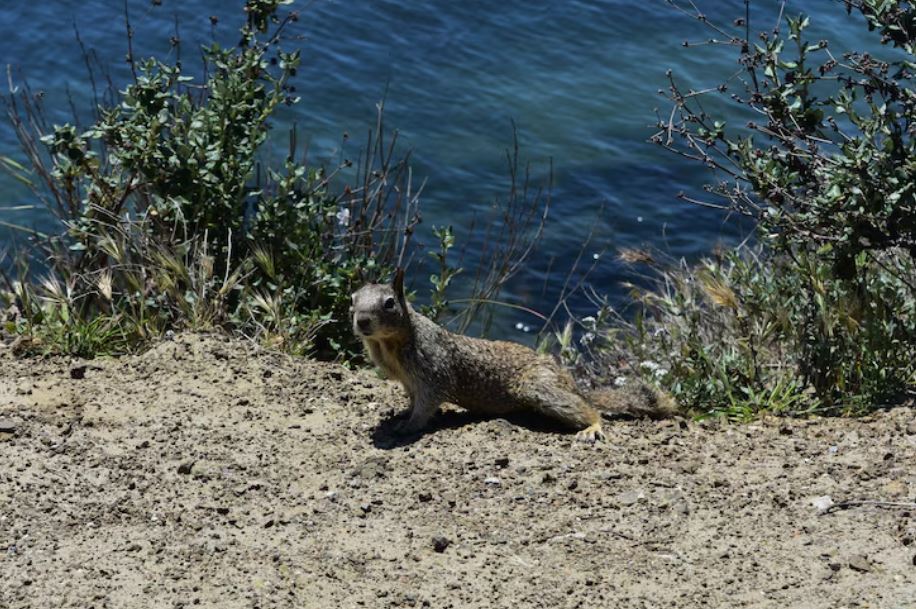 How the Return of Sea Otters to California's Coast Is Rebuilding an Ecosystem Nobody Expected to Recover