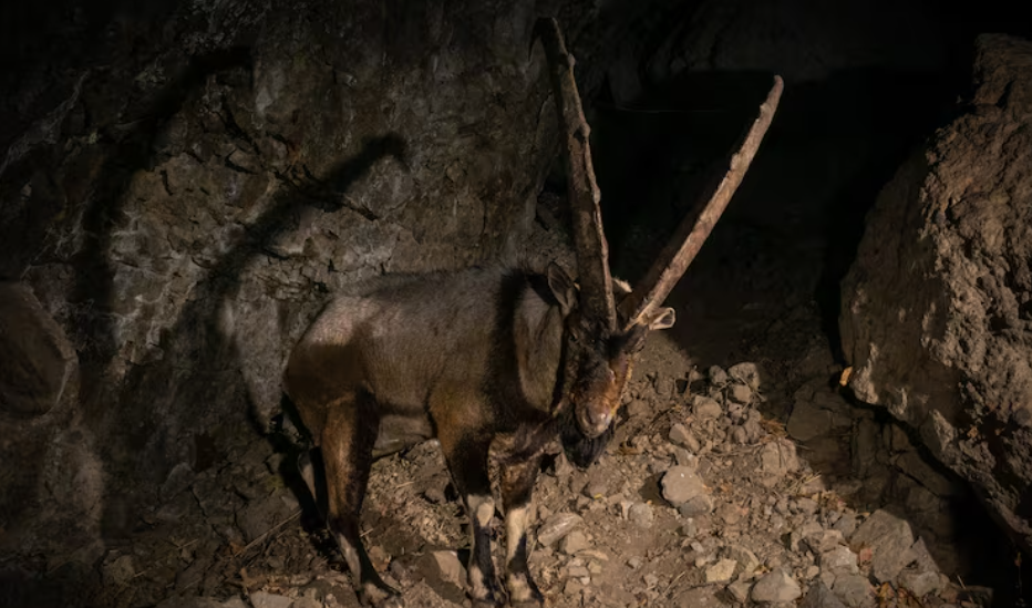 Ice Age Animals Hidden