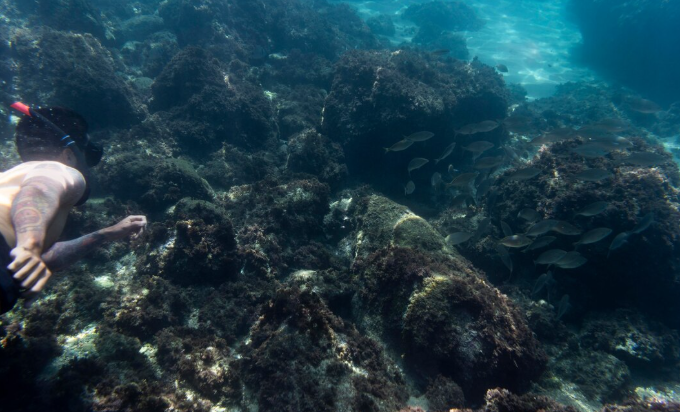 Scientists Found a Coral Reef Thriving at 600 Meters Depth. It Should Not Exist.