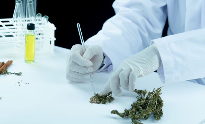 Why Weed Gives You the Munchies: Scientists Finally Unlock the Neurological Secret