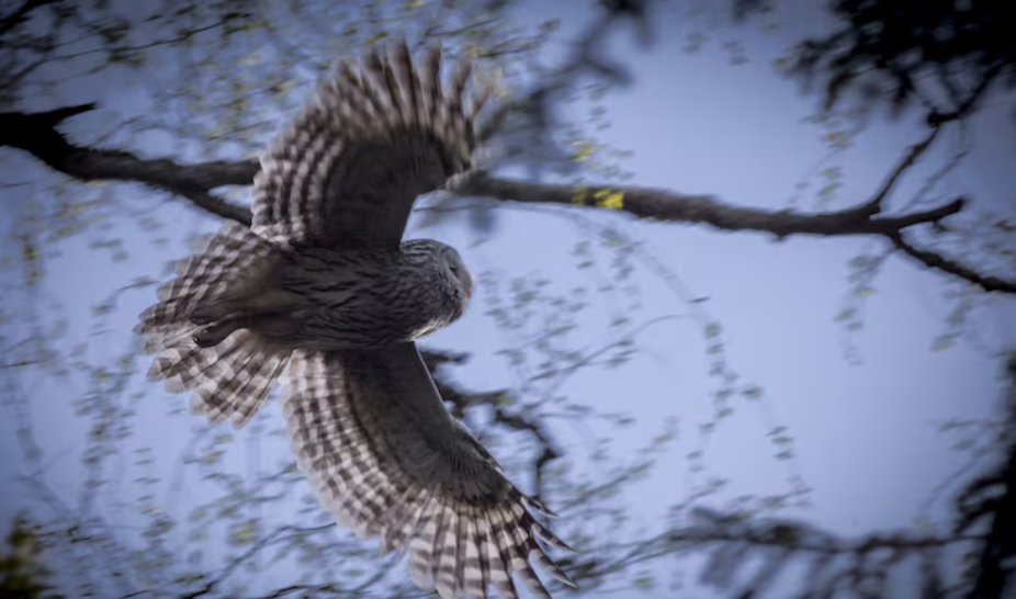 Blue Owl Capital’s Revolt